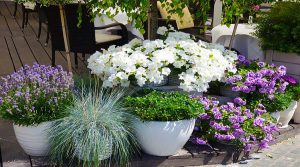 Layer Your Perennials